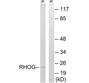 Western Blot - Anti-RHOG Antibody (C18414) - Antibodies.com