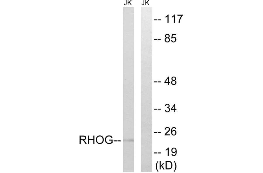 Western Blot - Anti-RHOG Antibody (C18414) - Antibodies.com
