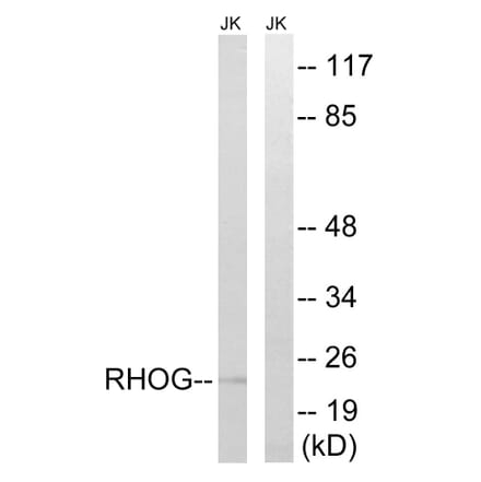 Western Blot - Anti-RHOG Antibody (C18414) - Antibodies.com