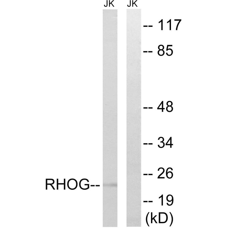 Western Blot - Anti-RHOG Antibody (C18414) - Antibodies.com