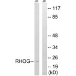 Western Blot - Anti-RHOG Antibody (C18414) - Antibodies.com