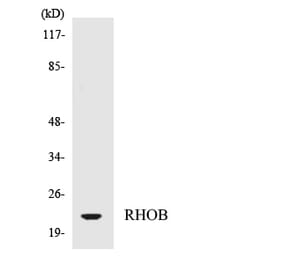 Western Blot - Anti-RHOB Antibody (R12-3438) - Antibodies.com