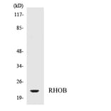 Western Blot - Anti-RHOB Antibody (R12-3438) - Antibodies.com