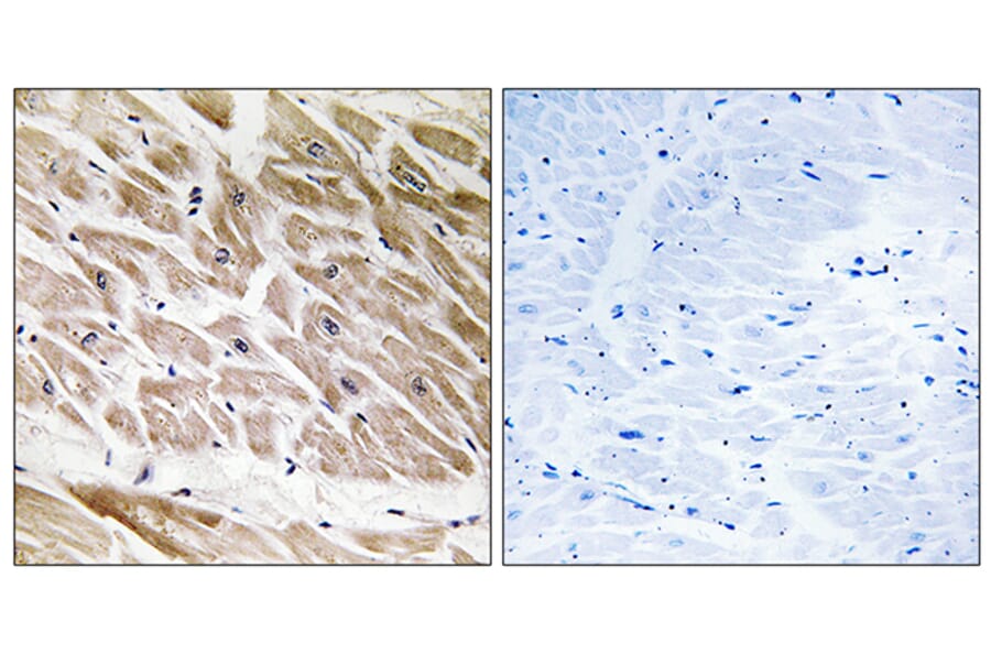 Immunohistochemistry - Anti-RHG1 Antibody (C18364) - Antibodies.com