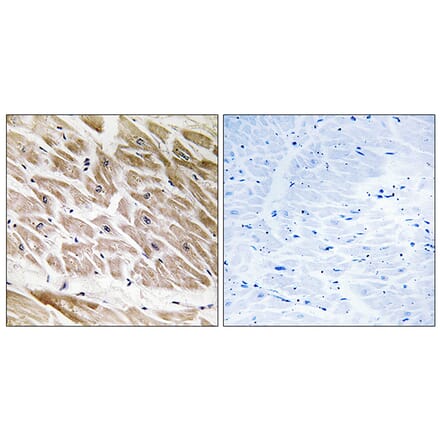 Immunohistochemistry - Anti-RHG1 Antibody (C18364) - Antibodies.com
