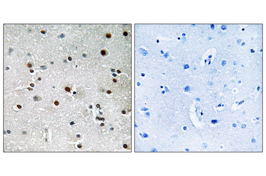 Immunohistochemistry - Anti-RFX3 Antibody (C19207) - Antibodies.com