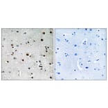 Immunohistochemistry - Anti-RFX3 Antibody (C19207) - Antibodies.com