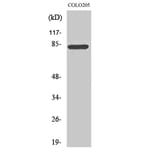 Western Blot - Anti-RFX3 Antibody (C19207) - Antibodies.com