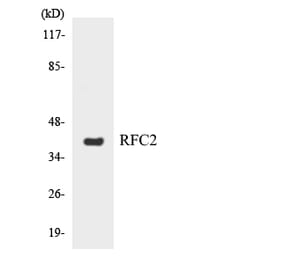 Western Blot - Anti-RFC2 Antibody (R12-3425) - Antibodies.com