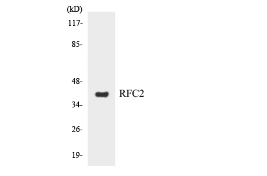 Western Blot - Anti-RFC2 Antibody (R12-3425) - Antibodies.com