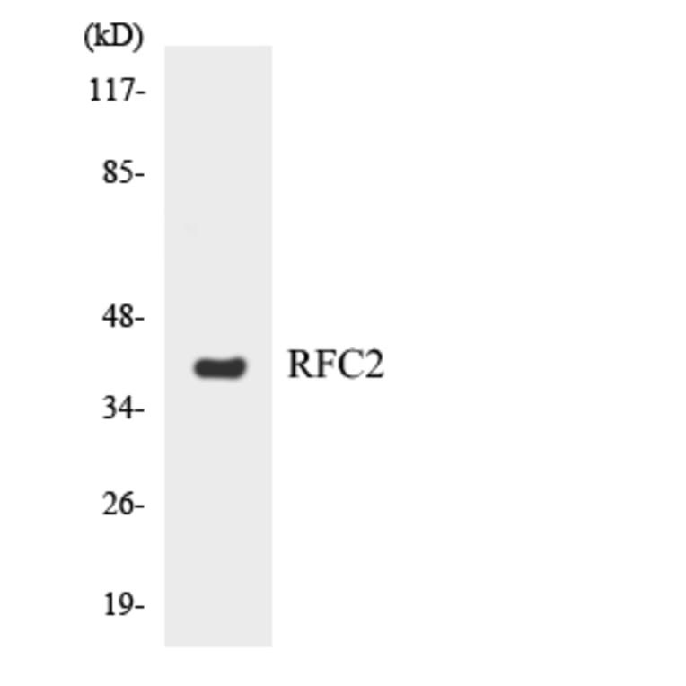 Western Blot - Anti-RFC2 Antibody (R12-3425) - Antibodies.com