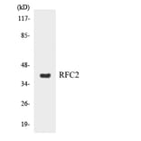 Western Blot - Anti-RFC2 Antibody (R12-3425) - Antibodies.com