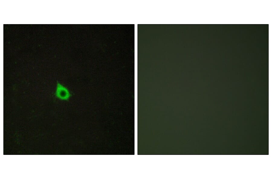 Immunofluorescence - Anti-RECK Antibody (C10249) - Antibodies.com