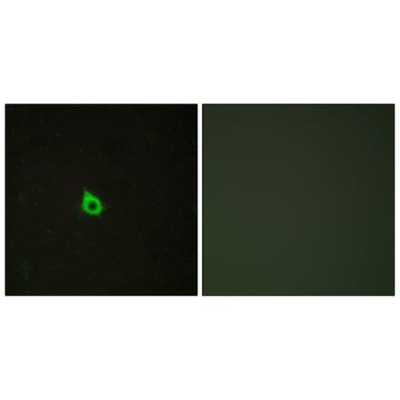 Immunofluorescence - Anti-RECK Antibody (C10249) - Antibodies.com