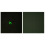 Immunofluorescence - Anti-RECK Antibody (C10249) - Antibodies.com