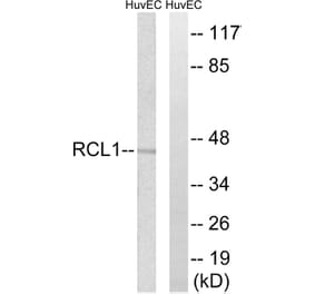 Western Blot - Anti-RCL1 Antibody (C18444) - Antibodies.com