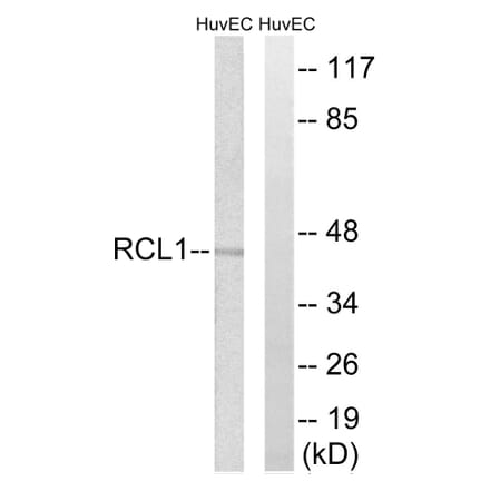 Western Blot - Anti-RCL1 Antibody (C18444) - Antibodies.com