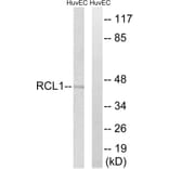Western Blot - Anti-RCL1 Antibody (C18444) - Antibodies.com
