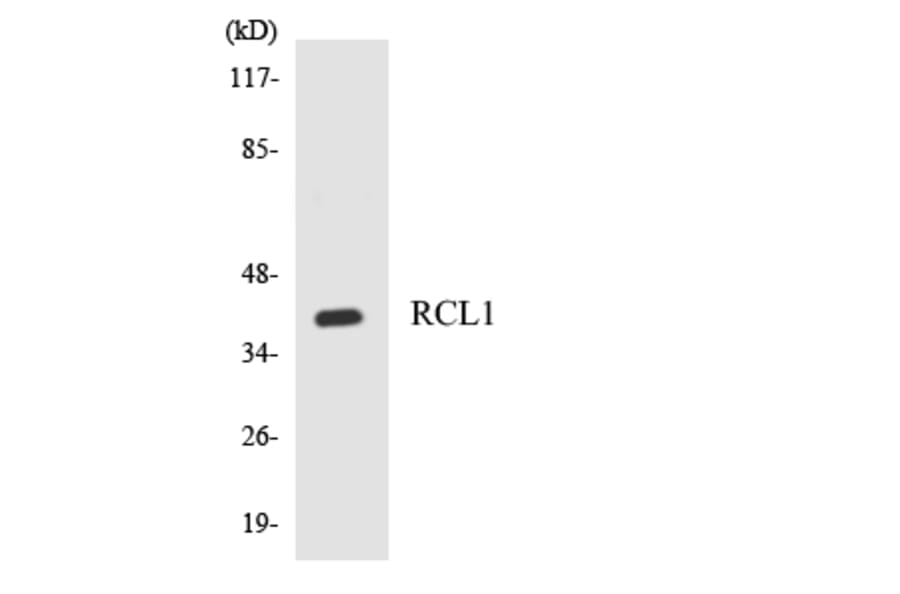 Western Blot - Anti-RCL1 Antibody (R12-3414) - Antibodies.com