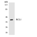 Western Blot - Anti-RCL1 Antibody (R12-3414) - Antibodies.com