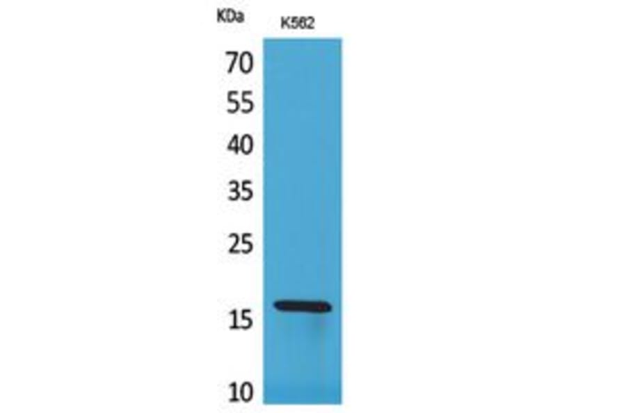 Western Blot - Anti-RBP2 Antibody (C30276) - Antibodies.com