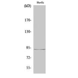 Western Blot - Anti-RBM5 Antibody (C10706) - Antibodies.com