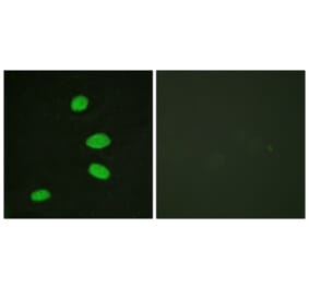 Immunofluorescence - Anti-RBL2 Antibody (B0813) - Antibodies.com