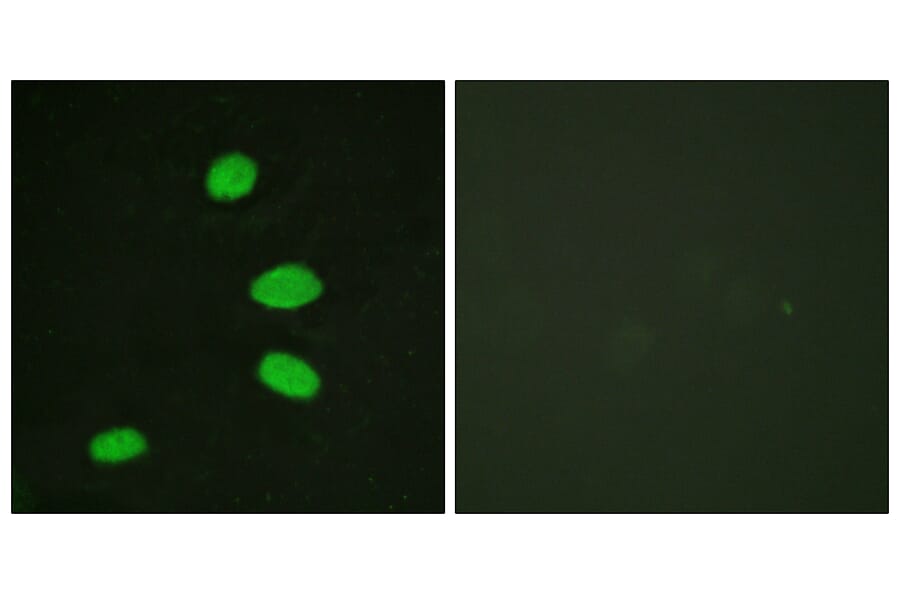 Immunofluorescence - Anti-RBL2 Antibody (B0813) - Antibodies.com