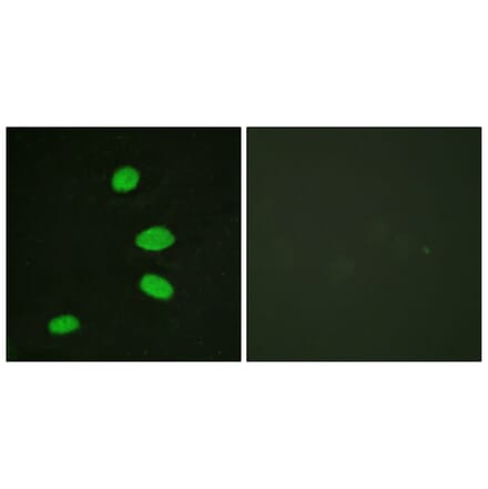 Immunofluorescence - Anti-RBL2 Antibody (B0813) - Antibodies.com