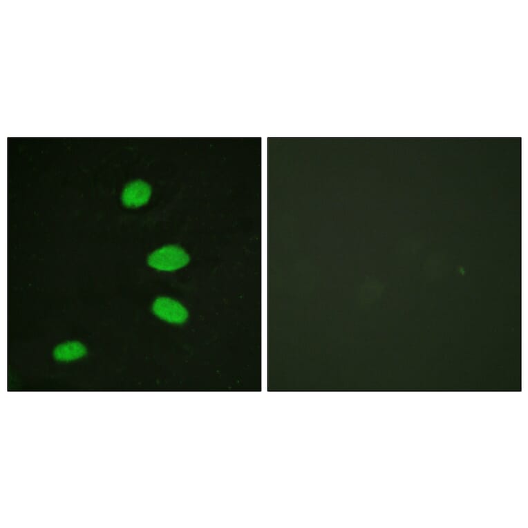 Immunofluorescence - Anti-RBL2 Antibody (B0813) - Antibodies.com