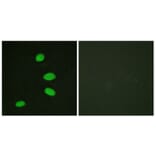 Immunofluorescence - Anti-RBL2 Antibody (B0813) - Antibodies.com