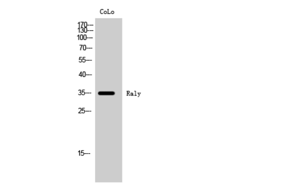 Western Blot - Anti-RALY Antibody (C20573) - Antibodies.com