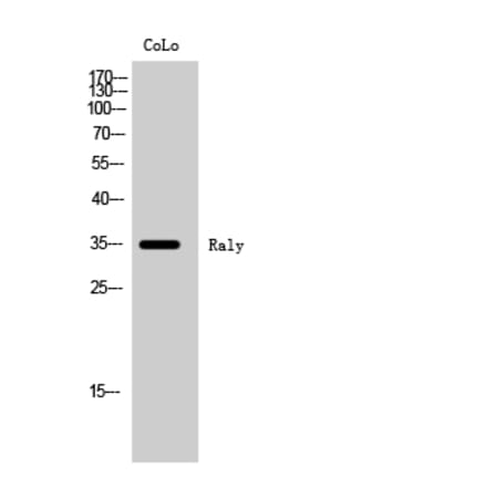 Western Blot - Anti-RALY Antibody (C20573) - Antibodies.com
