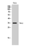 Western Blot - Anti-RALY Antibody (C20573) - Antibodies.com
