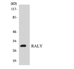 Western Blot - Anti-RALY Antibody (R12-3401) - Antibodies.com