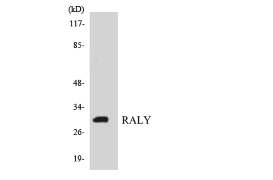 Western Blot - Anti-RALY Antibody (R12-3401) - Antibodies.com