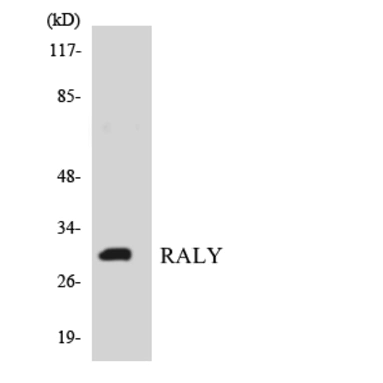 Western Blot - Anti-RALY Antibody (R12-3401) - Antibodies.com