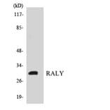 Western Blot - Anti-RALY Antibody (R12-3401) - Antibodies.com