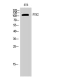 Western Blot - Anti-PYK2 Antibody (B8260) - Antibodies.com