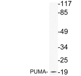 Western Blot - Anti-PUMA Antibody (R12-2326) - Antibodies.com