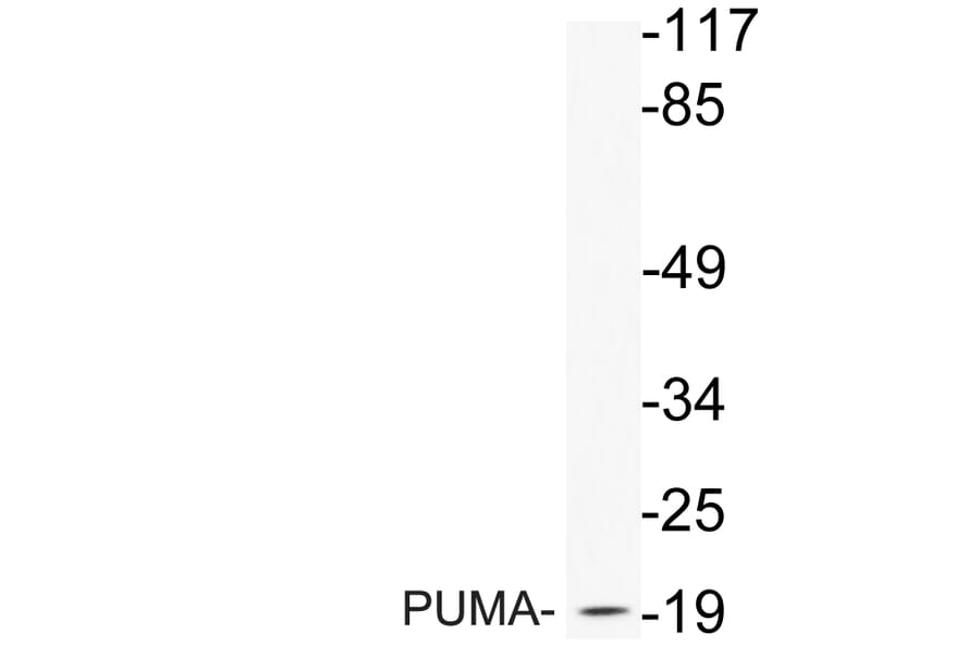 Western Blot - Anti-PUMA Antibody (R12-2326) - Antibodies.com