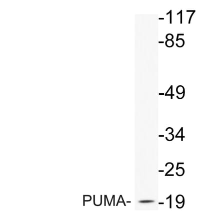 Western Blot - Anti-PUMA Antibody (R12-2326) - Antibodies.com