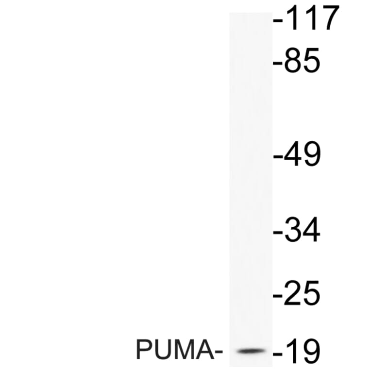 Western Blot - Anti-PUMA Antibody (R12-2326) - Antibodies.com