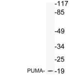 Western Blot - Anti-PUMA Antibody (R12-2326) - Antibodies.com