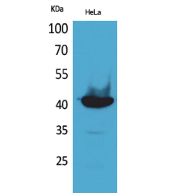 Western Blot - Anti-PPID Antibody (C30012) - Antibodies.com