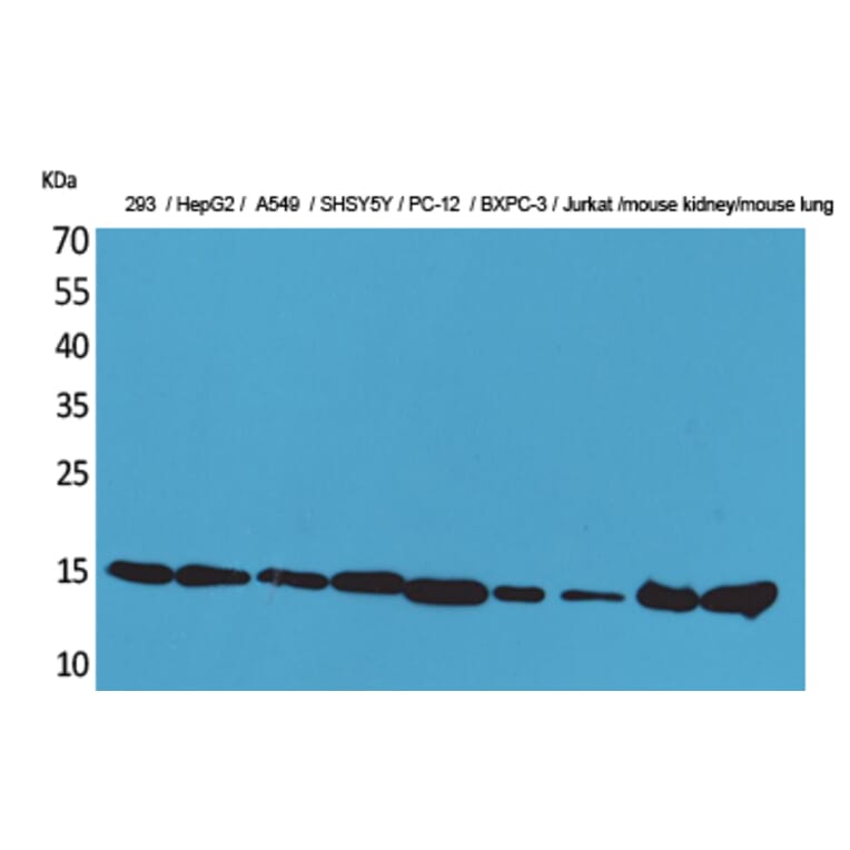 Western Blot - Anti-PPIA Antibody (C30139) - Antibodies.com
