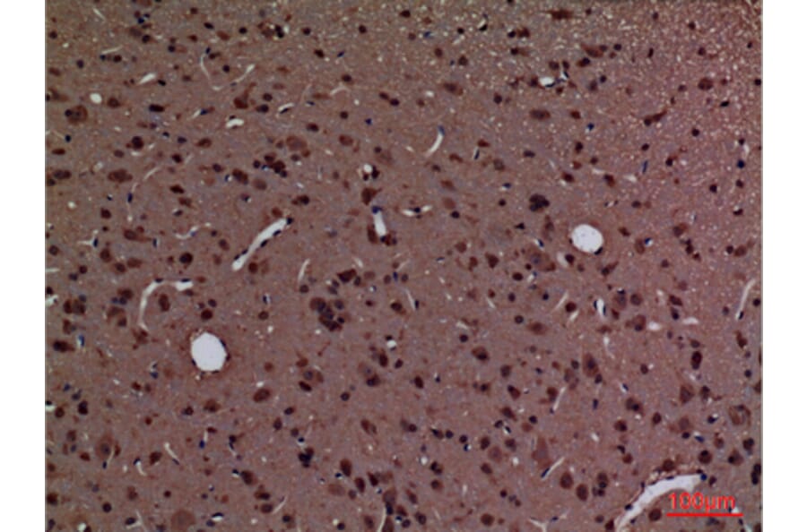 Immunohistochemistry - Anti-PPIA Antibody (C30139) - Antibodies.com