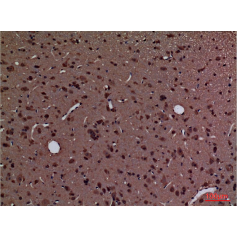 Immunohistochemistry - Anti-PPIA Antibody (C30139) - Antibodies.com