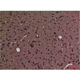 Immunohistochemistry - Anti-PPIA Antibody (C30139) - Antibodies.com