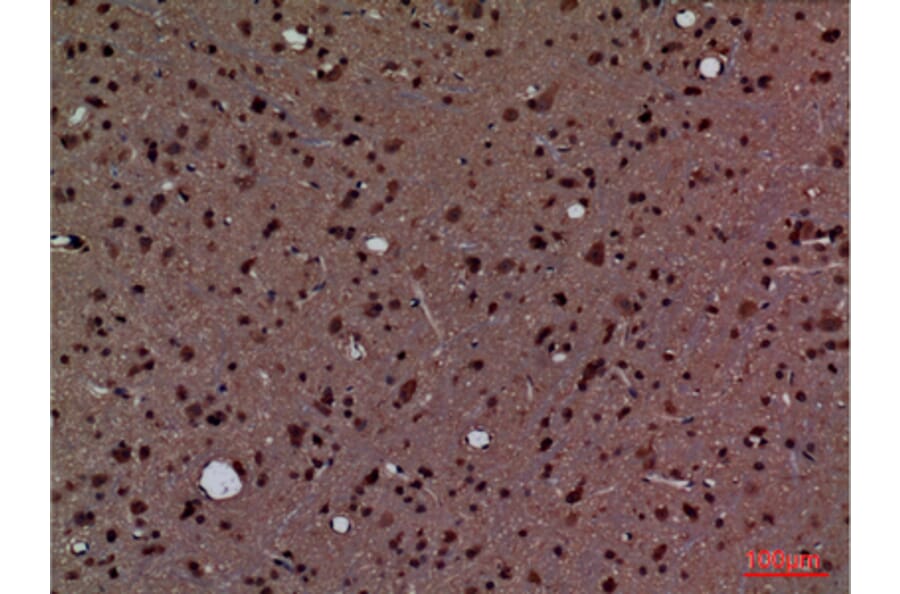 Immunohistochemistry - Anti-PPIA Antibody (C30139) - Antibodies.com